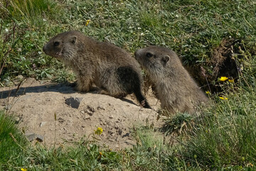 Young marmots in search of food in the French Alps.