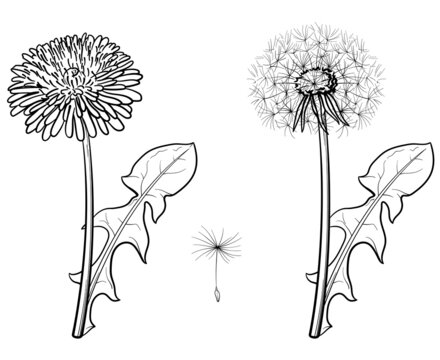 Dandelion vector drawing. Black and white sketch.