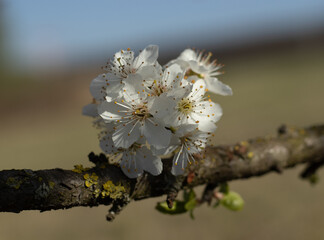Blooming Prunus Spinosa bush with white flower . A thorny eurasian bush with plumelike fruits