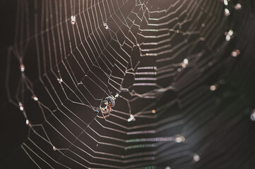 spider on web. Spider on web in abstract style. Modern business concept. Isolated vector illustration. Web development concept. Digital technology concept background. Nature background.