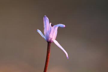 Two-leaf squill flower in sunset