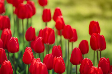 Selective focus on beautiful red tulips at Keukenhof garden from Netherlands