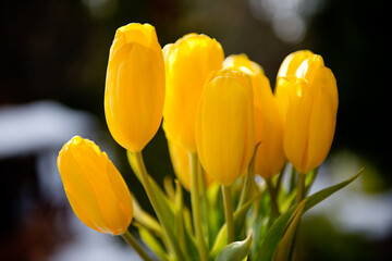 Naklejka premium Yellow tulips