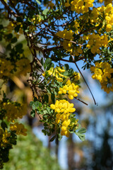 Close up of sweet broom (genista stenopetala) flowers in bloom