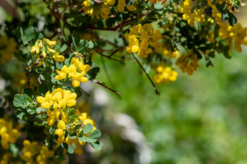 Close up of sweet broom (genista stenopetala) flowers in bloom