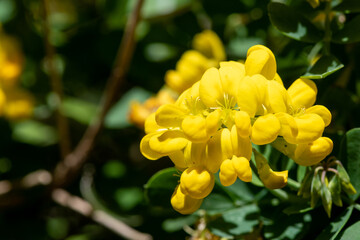 Obraz premium Close up of sweet broom (genista stenopetala) flowers in bloom