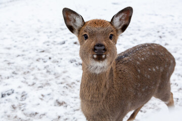 Herd of deer of different ages in the forest in winter