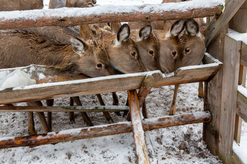 Herd of deer of different ages in the forest in winter