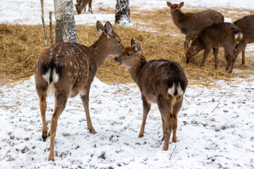 Herd of deer of different ages in the forest in winter