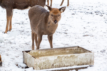 Herd of deer of different ages in the forest in winter