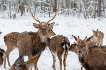 Herd of deer of different ages in the forest in winter
