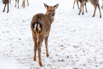 Herd of deer of different ages in the forest in winter
