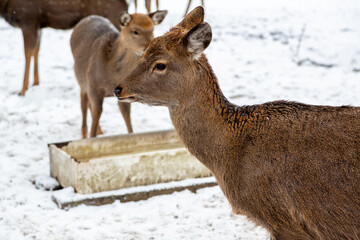 Herd of deer of different ages in the forest in winter