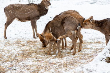 Herd of deer of different ages in the forest in winter