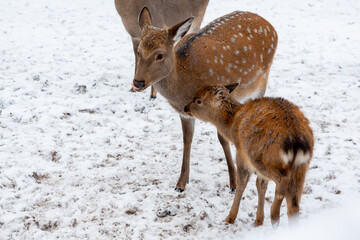 Herd of deer of different ages in the forest in winter