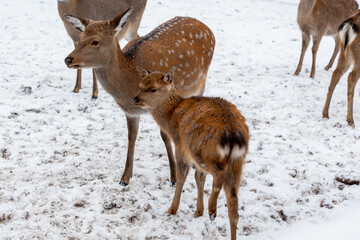Herd of deer of different ages in the forest in winter