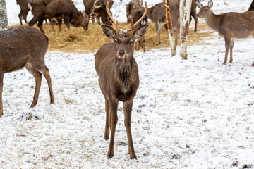 Herd of deer of different ages in the forest in winter