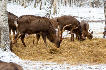 Herd of deer of different ages in the forest in winter