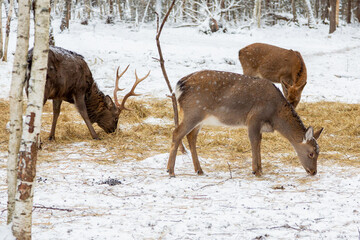 Herd of deer of different ages in the forest in winter