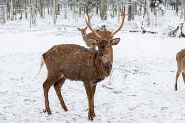 Herd of deer of different ages in the forest in winter