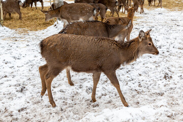 Herd of deer of different ages in the forest in winter