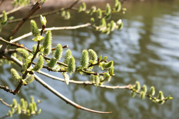 Willow branch against the background of other trees on a spring day. Blurred background. natural image.