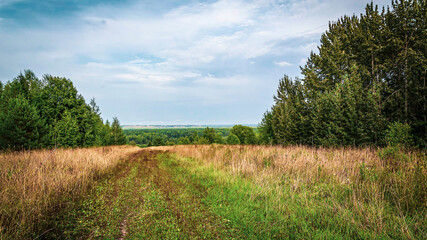 forest road, landscape