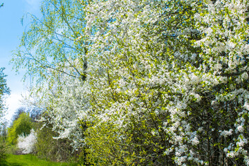 Blooming apricot, apple, pear, cherry tree at spring, pink white flowers plant blossom on branch macro in garden backyard in sunny day close up. nature beautiful landscape