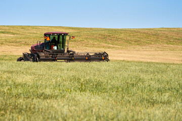 Obraz premium Two-phase harvesting of grain crops for livestock feed. Preliminary mowing of ears with a header. Copy space.