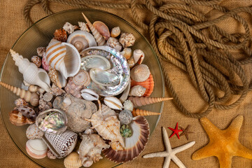 Beachcombing - Seashell Collection