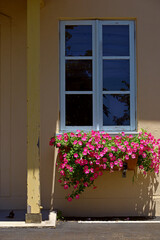 Petunia flowers blooming on the windowsill of a rural house in Southern France