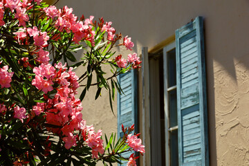 Oleander blooming on the windowsill of a rural house in southern France