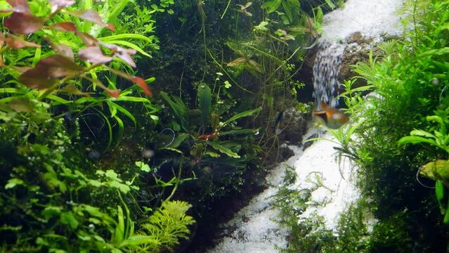 lush underwater plants in a beautiful freshwater tropical aquascape detail with active harlequin rasbora show natural behaviour, iwagumi Amano style planted dutch nature aquarium in bright LED light