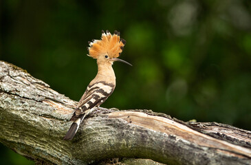 Eurasian hoopoe bird close up ( Upupa epops )