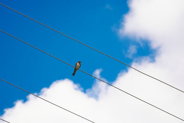 Swallow on wire