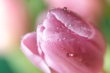 Close up of pink tulip, selective focus, blurred background