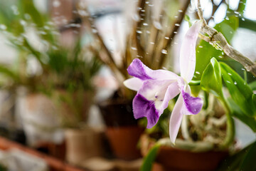 Closeup of watering orchid flower at home