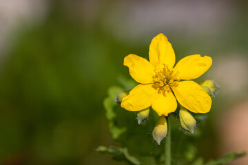 Close-up of yellow flower Chelidonium majus — greater celandine on soft, green natural background