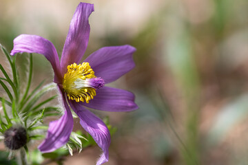 Fototapeta premium Close-up of Pasque wild flower in sunny springtime