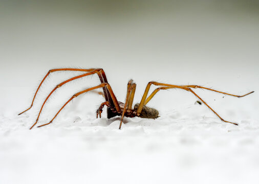 Gro&szlig;e Winkelspinne (Eratigena atrica, Syn.: Tegenaria atrica)