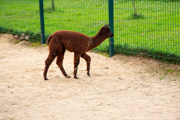 Sheared alpacas of different colors in nature