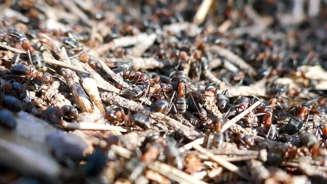 Spring revival of Red ants (Formica rufa). Masses of ants have climbed out on sunny day on top of anthill and are warming up body to return inside and increase temperature of anthill