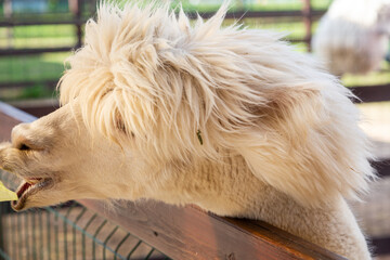 Sheared alpacas of different colors in nature