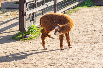 Sheared alpacas of different colors in nature