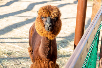 Sheared alpacas of different colors in nature