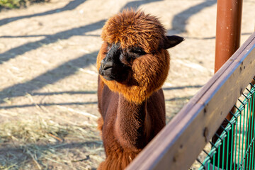 Sheared alpacas of different colors in nature
