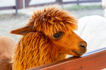Sheared alpacas of different colors in nature