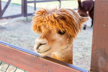Sheared alpacas of different colors in nature