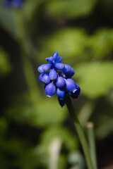 Blue flowers. Delicate blue flowers of Mouse hyacinth (lat. Muscari), blooming in spring, close-up with selective focus. Beautiful spring landscape with blue Muscari flowers. Vertical image.