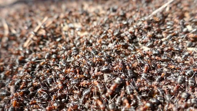 Spring revival of Red ants (Formica rufa). Masses of ants have climbed out on sunny day on top of anthill and are warming up body to return inside and increase temperature of anthill